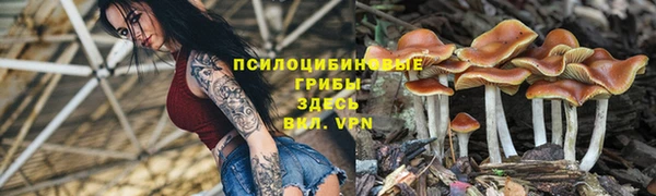 сатива Аркадак