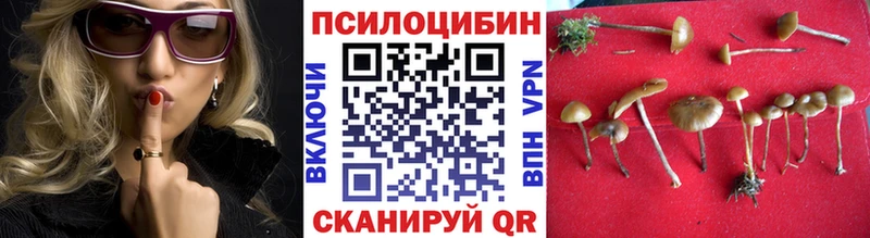 купить   Саяногорск  Галлюциногенные грибы Cubensis 